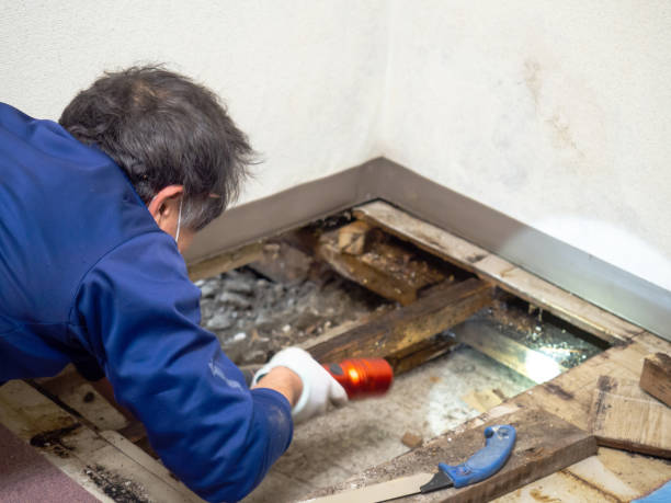 Best Post-Flood Mold Remediation in Ossian, IN
