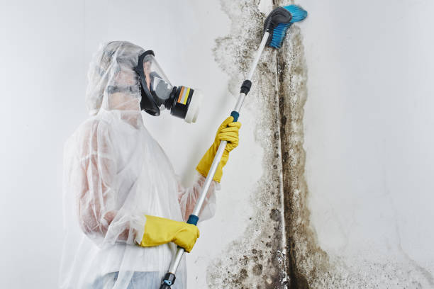Best White Mold Remediation in Ossian, IN