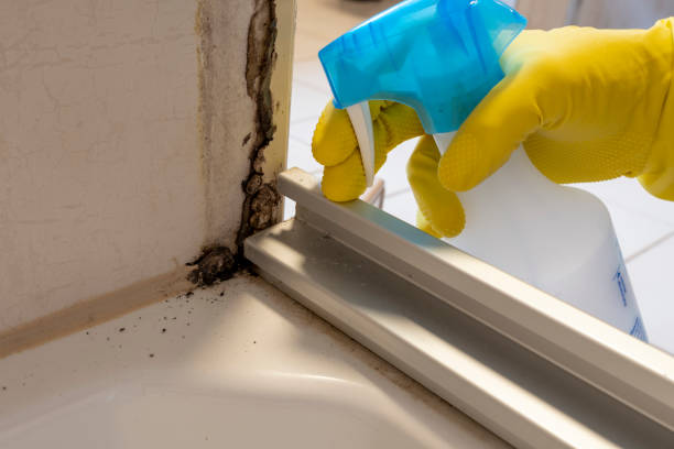 Best Emergency Mold Remediation in Ossian, IN
