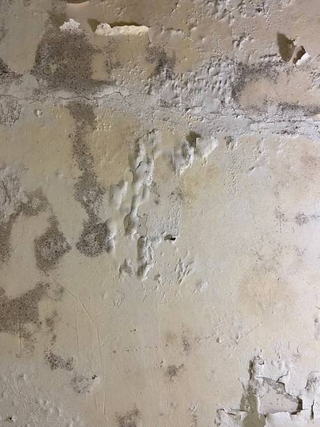 Best Attic Mold Remediation in Ossian, IN