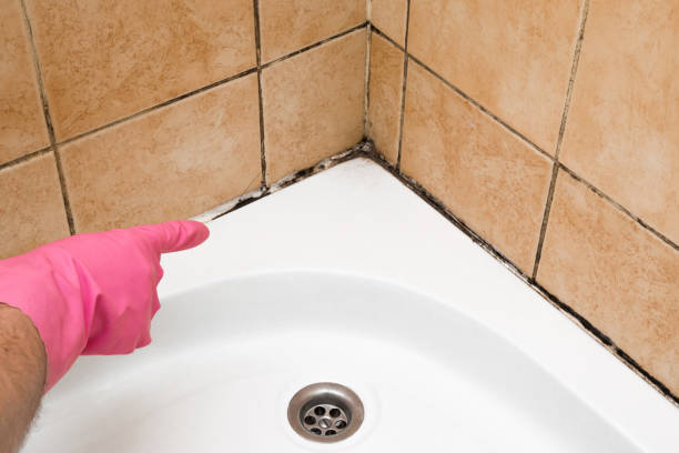Best Residential Mold Remediation in Ossian, IN